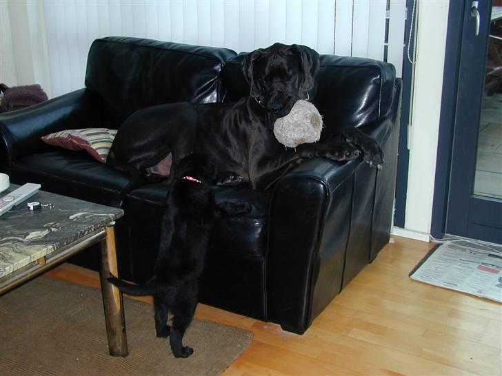 Blanding af racer Shanti billede 4