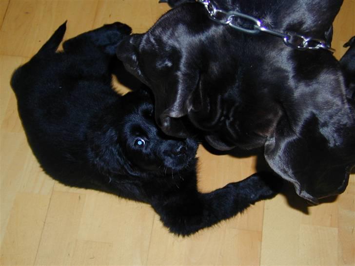 Blanding af racer Shanti billede 5