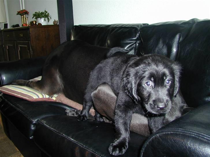 Blanding af racer Shanti billede 6