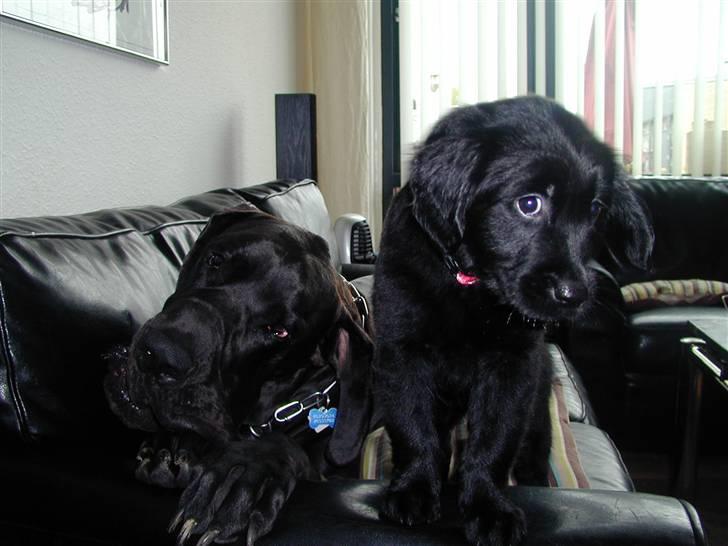 Blanding af racer Shanti billede 7