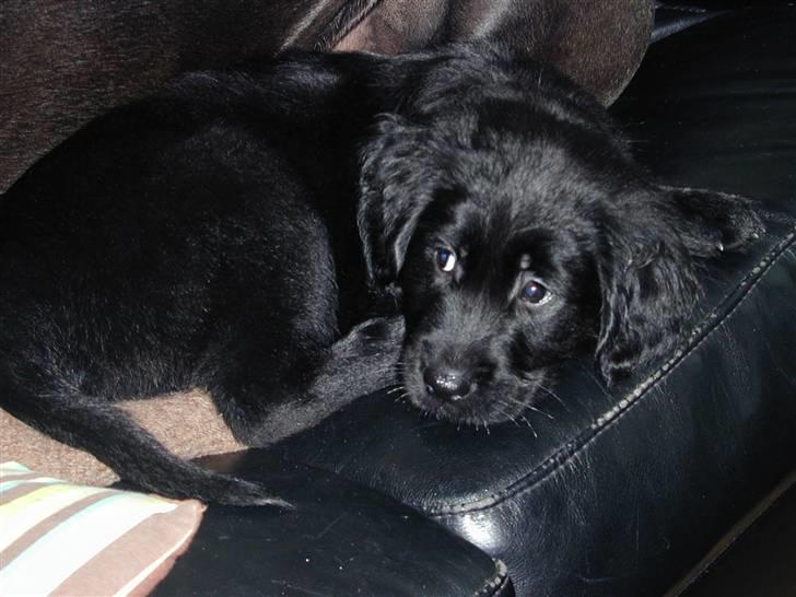 Blanding af racer Shanti billede 8