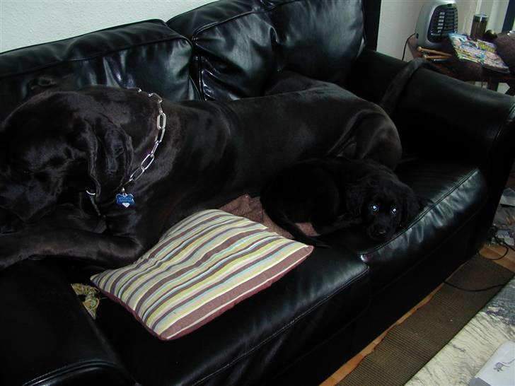 Blanding af racer Shanti billede 9