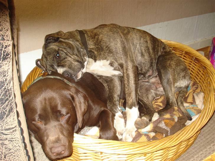 Labrador retriever Boxi - Feja kan du være der..? billede 9