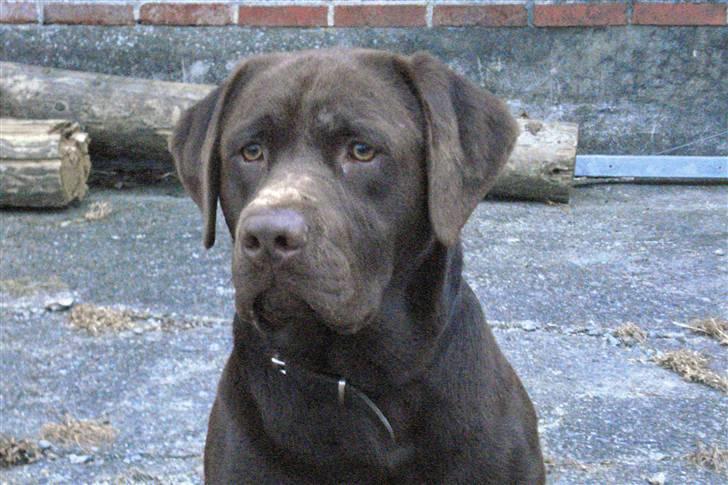 Labrador retriever Boxi - Er han ikke bare smuk..? billede 10
