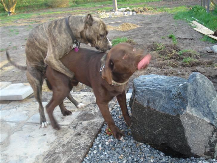 Labrador retriever Boxi - Nej freja..... forkert, griner :-) billede 11
