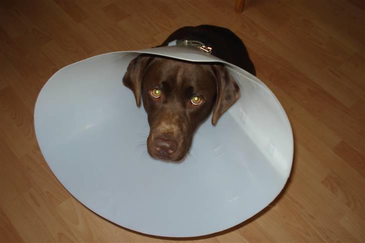 Labrador retriever Boxi - Boxi med "lampe skærm" Syns ikke den er særlig rar at have på. billede 12