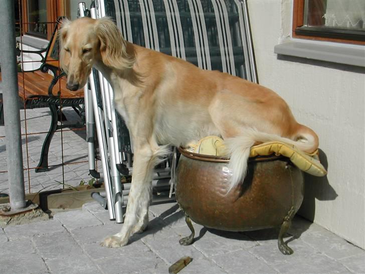 Saluki Zaib billede 1