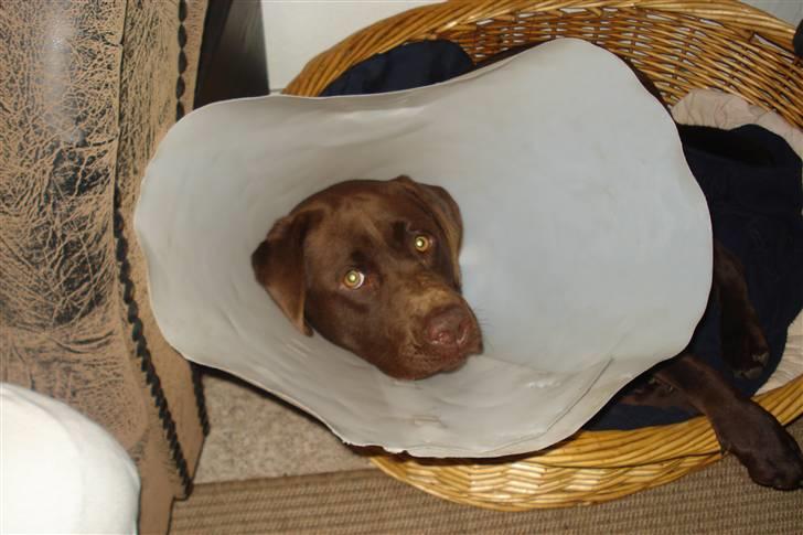 Labrador retriever Boxi - Jeg prøver at ligge i kurven med den her dumme skærm. billede 13