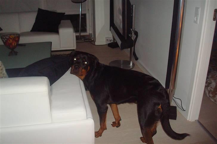 Rottweiler Nikki billede 11