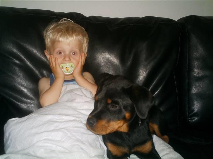 Rottweiler Nikki billede 12