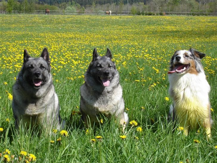 Norsk elghund grå og sort Elgfjells Siska - tre gule påske kyllinger, det kan ikke anbefales at lade lyse hunde løbe sådan et sted hehe billede 10