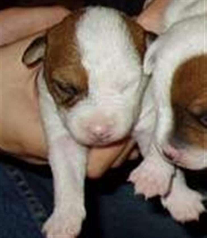 Parson russell terrier Luna billede 13