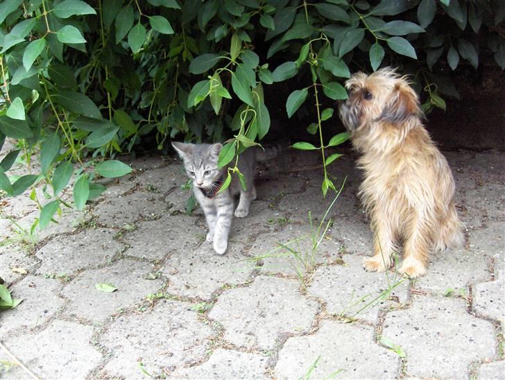 Blanding af racer Zita billede 4