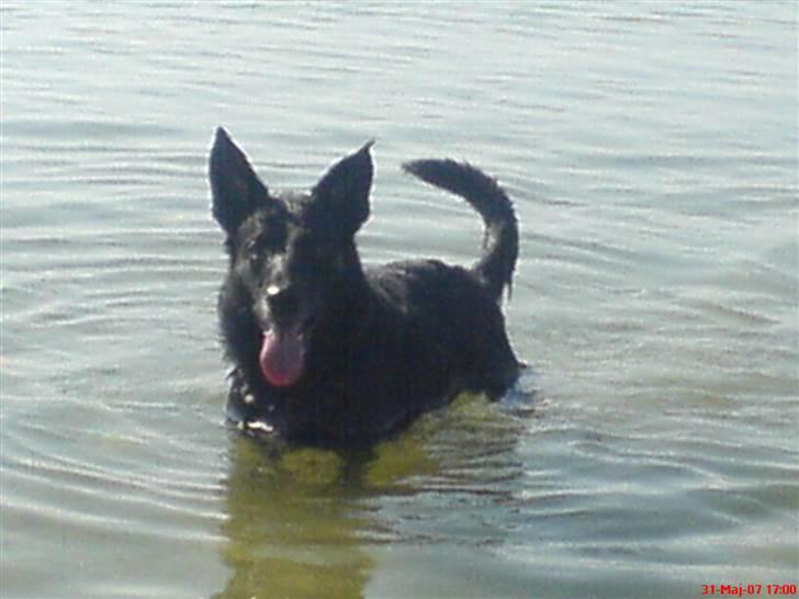 Blanding af racer Tøsen - Min Ejer siger jeg er en værre vand hund :) Jeg kan jo ik gøre for jeg elsker vand :D billede 8