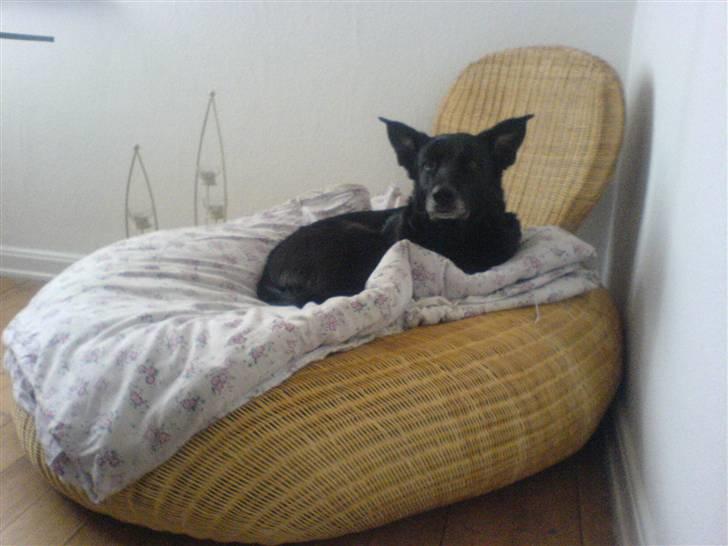 Blanding af racer Tøsen - Simpelthen så lækkert at ligge her & slappe af ;) billede 9