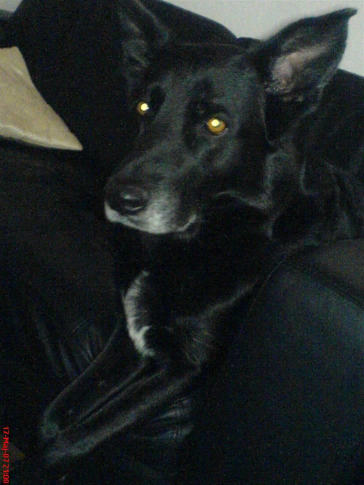 Blanding af racer Tøsen - En lille lur i sofa´en efter en lang dag .... billede 10