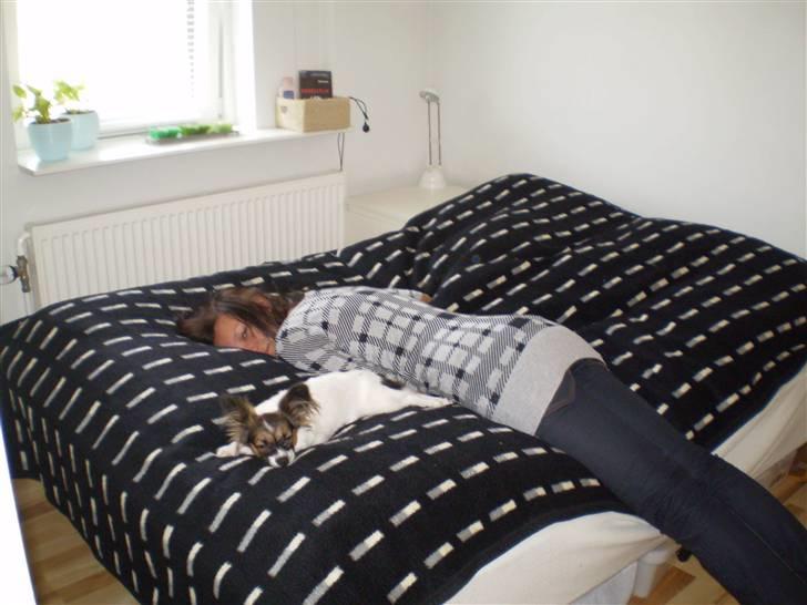 Papillon Ziva - Flader ud med ´moster´  billede 5