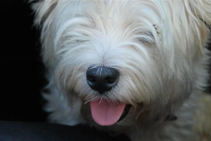 West highland white terrier Chico - Velkommen til Chicos profil ;) Læg gerne en kommentar .. billede 1