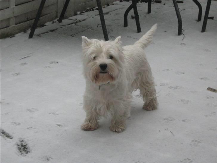 West highland white terrier Chico - I sne xD billede 2