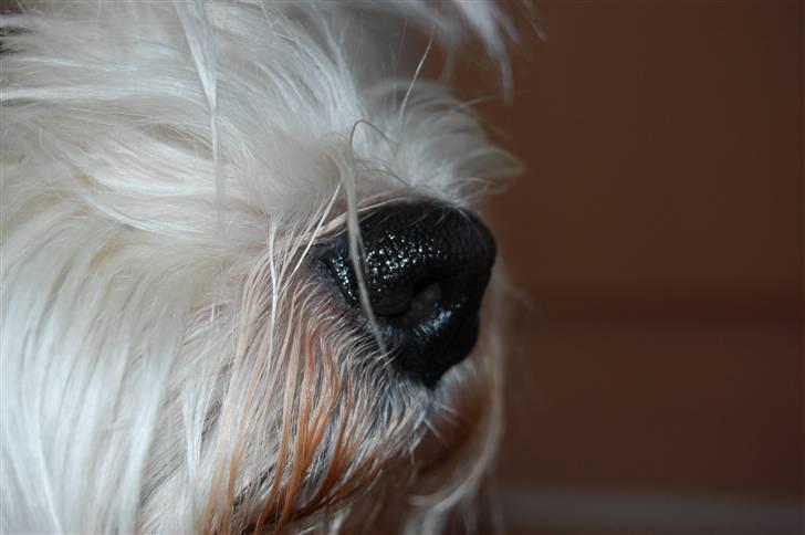 West highland white terrier Chico - Nurh, hans lille søde snude ! billede 3
