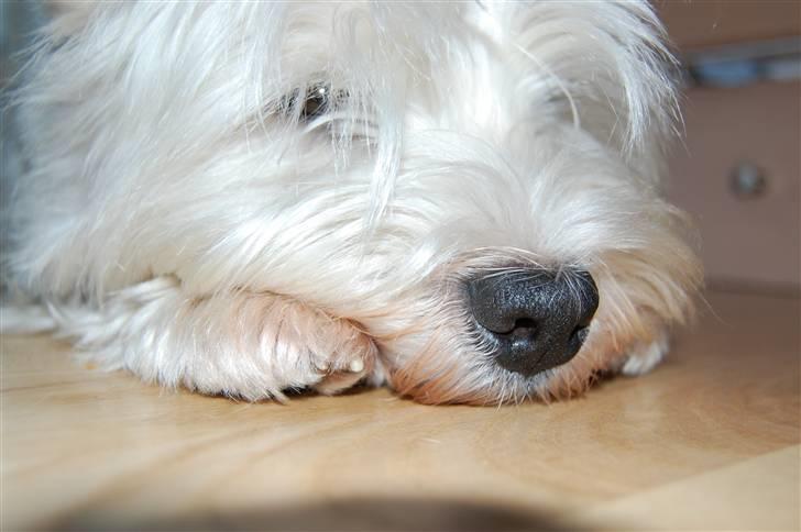 West highland white terrier Chico - Slapper du af Chico ? xD billede 4