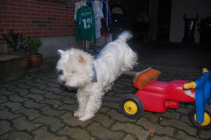 West highland white terrier Chico - Springer i indkørslen xD billede 5