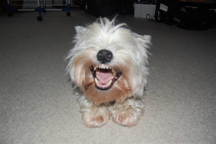 West highland white terrier Chico - LOL xD  Alt er skægt i følge Chico ;P billede 6