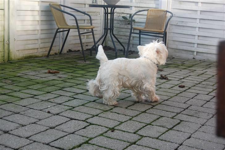 West highland white terrier Chico - På terassen ! billede 7
