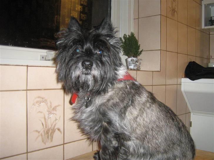 Cairn terrier Timmy - Skulle lige være model for mig xD billede 4