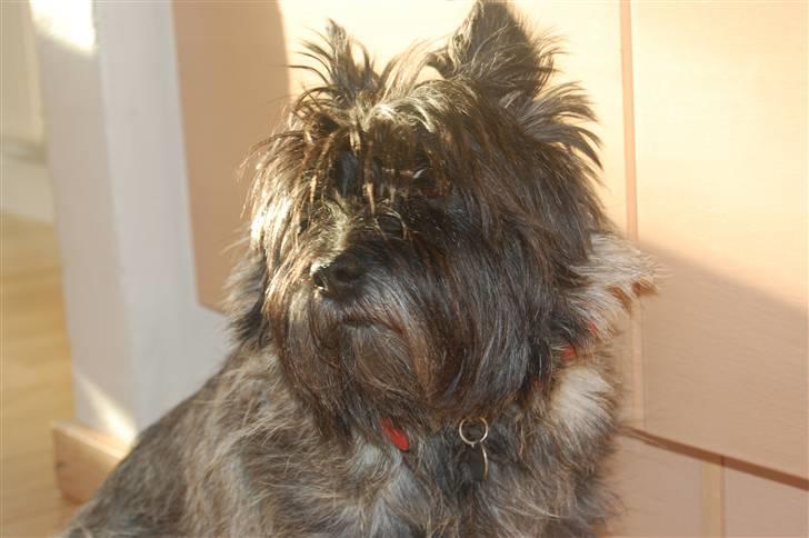 Cairn terrier Timmy - Nurhh xD billede 5