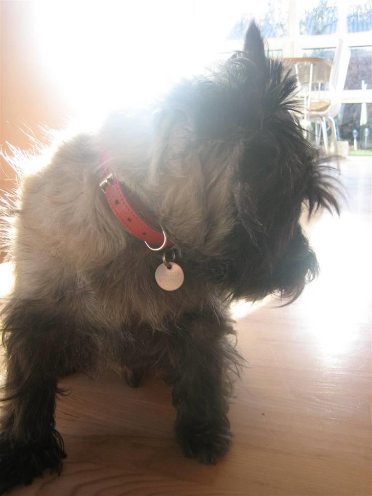 Cairn terrier Timmy - NEJ, ingen billeder nu xD billede 6