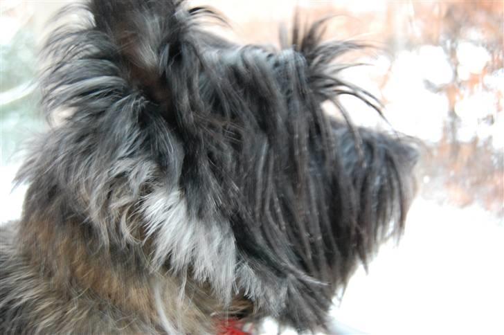 Cairn terrier Timmy - Ej, hvor ser du godt ud fra siden, hva´ Timmy ;) billede 7