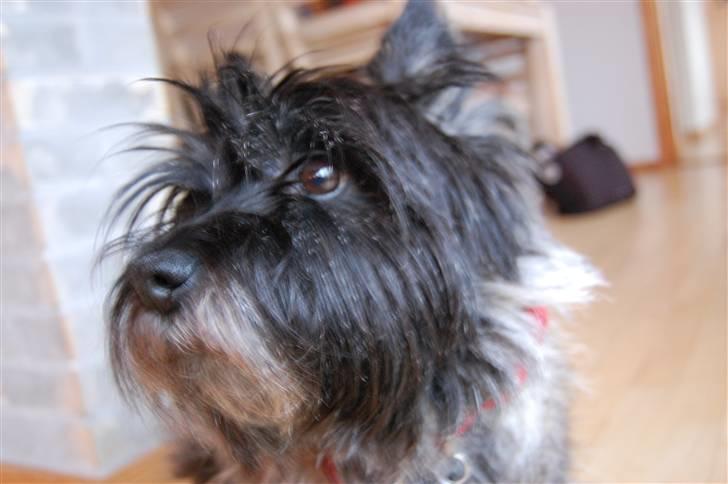 Cairn terrier Timmy - Ynglings billed af ham ;-* billede 8