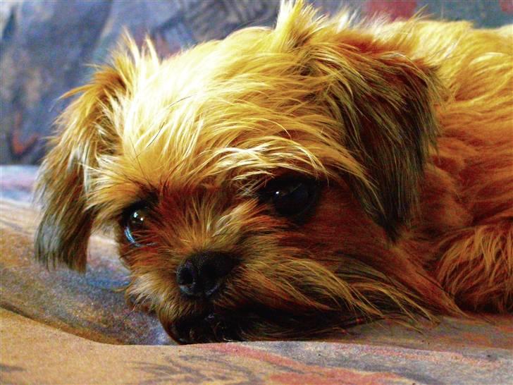 Blanding af racer Zita billede 5