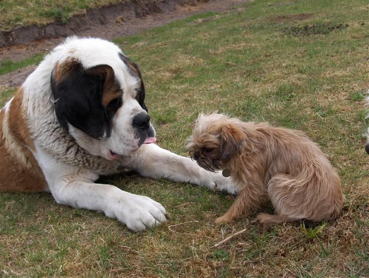 Blanding af racer Zita billede 6