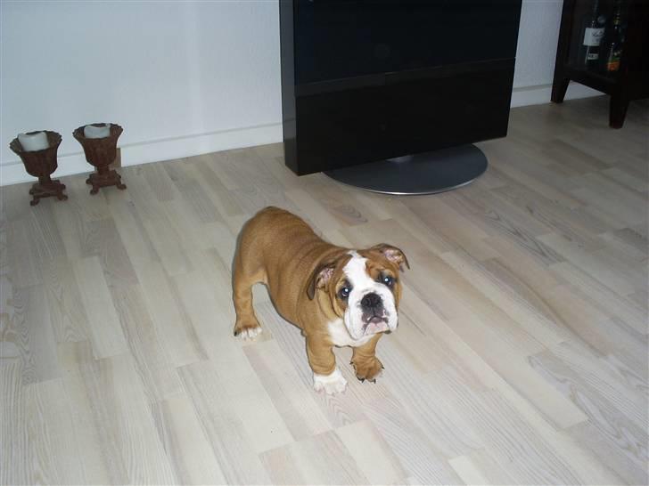Engelsk bulldog Jones billede 1