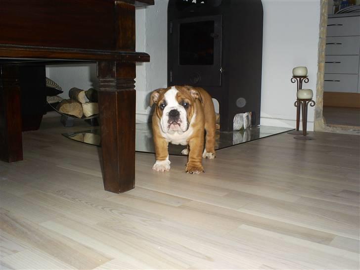 Engelsk bulldog Jones billede 2