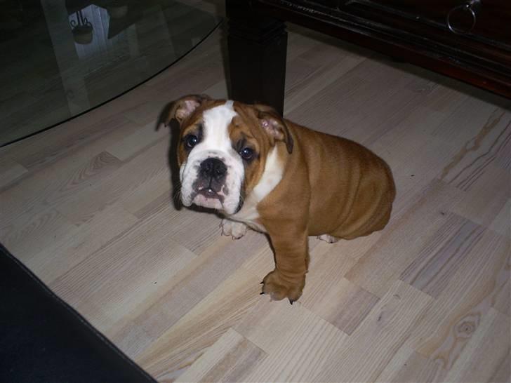 Engelsk bulldog Jones billede 3