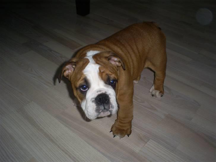 Engelsk bulldog Jones billede 4