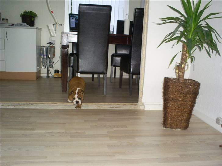 Engelsk bulldog Jones billede 5