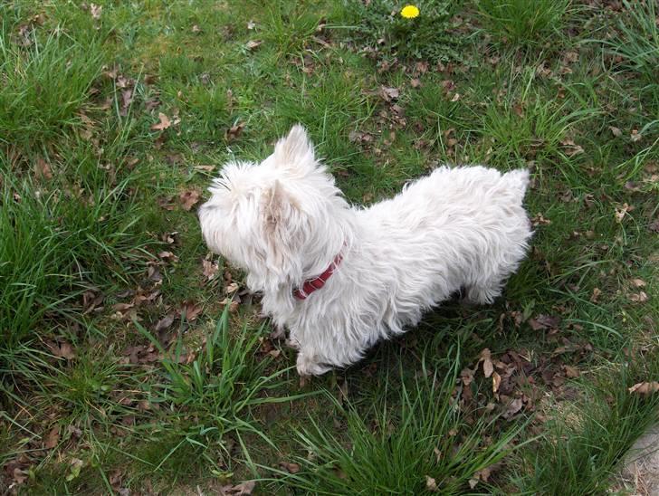 West highland white terrier Lajka billede 12