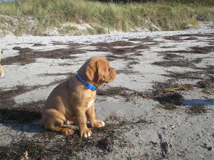 Dogue de bordeaux Ikaros R.I.P. - Min første tur på stranden. billede 6