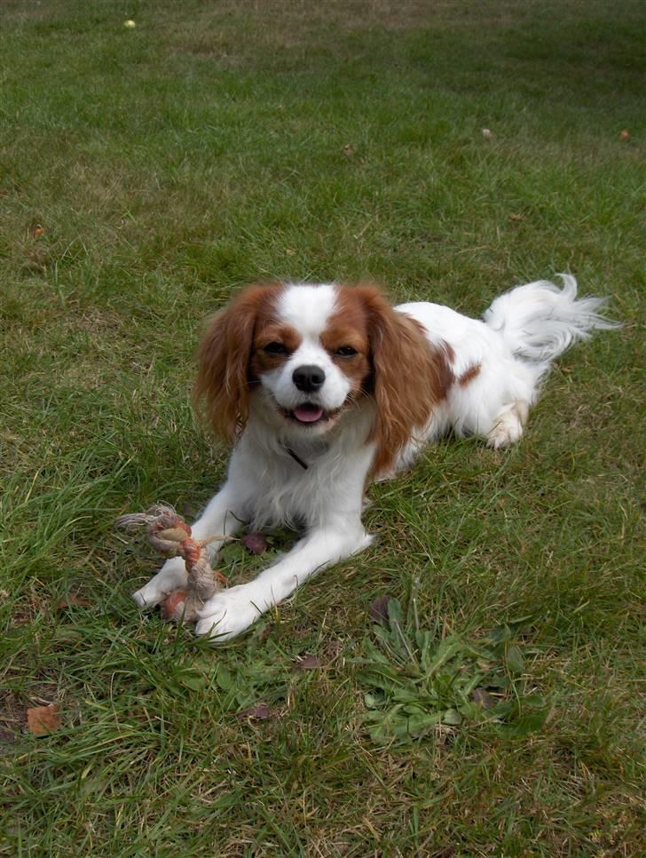 Cavalier king charles spaniel magnus billede 7