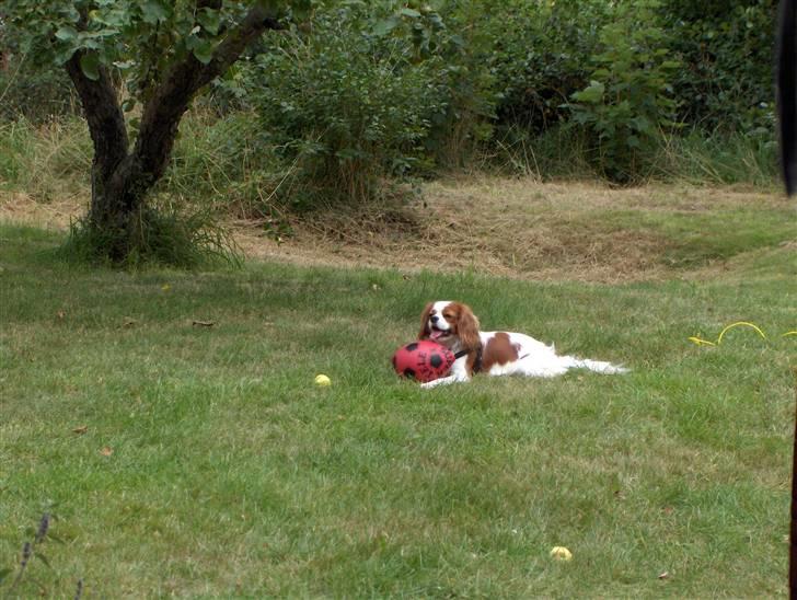 Cavalier king charles spaniel magnus billede 8