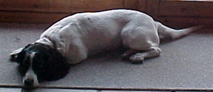 Engelsk springer spaniel Vilma ( Putte) - gab det er hårdt at være smuk:)<3 billede 9