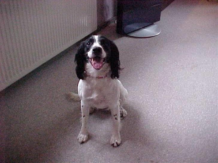 Engelsk springer spaniel Vilma ( Putte) - hej smil til verden og verden smiler til dig:) billede 10