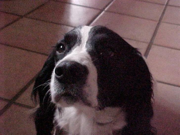 Engelsk springer spaniel Vilma ( Putte) - igen mit smukke hoved billede 11