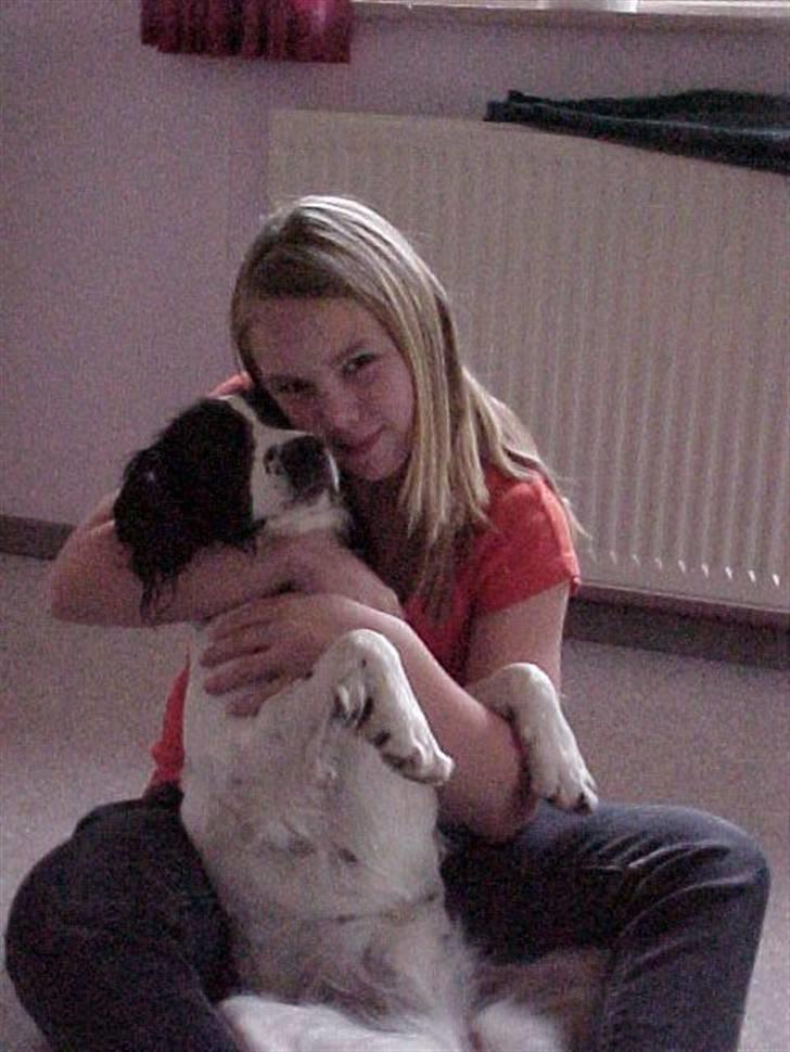 Engelsk springer spaniel Vilma ( Putte) - jeg elsker dig nina billede 12