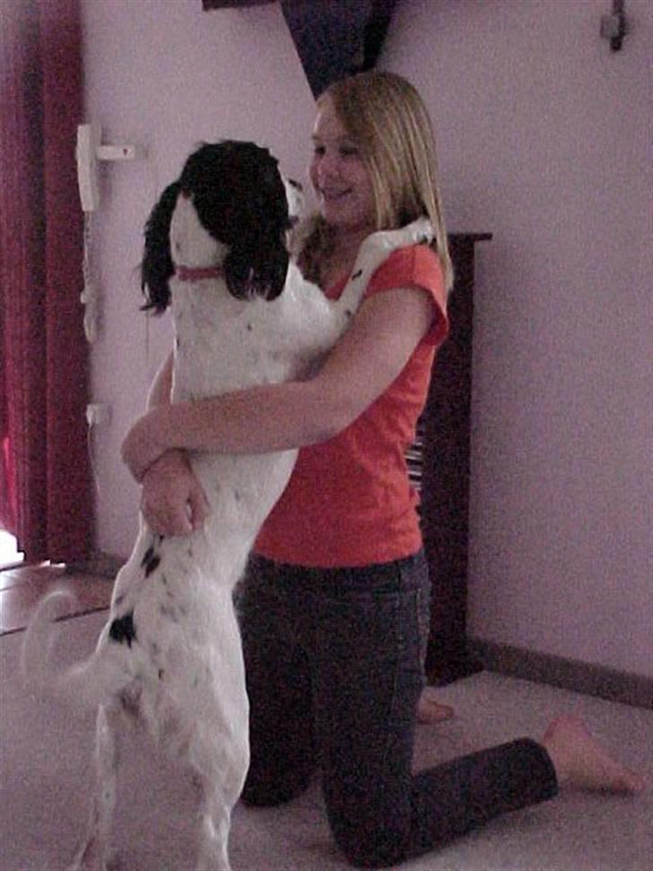 Engelsk springer spaniel Vilma ( Putte) - vil du gifte dig med mig Nina? billede 13