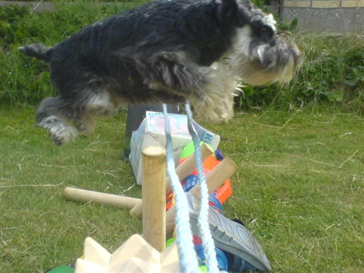 Dvaergschnauzer Kivi billede 15